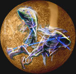 Mercury in Pisces